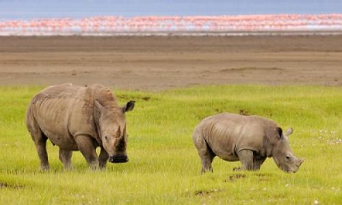 Lake Nakuru NP_1